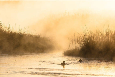 Morning Steam on the Madison River, Yellowstone National Park Black Ornate Wood Framed Art Print with Double Matting by The Yellowstone Collection