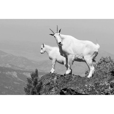 Mountain Goats on Sepulcher Mountain, Yellowstone National Park Gold Ornate Wood Framed Art Print with Double Matting by The Yellowstone Collection