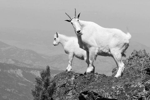 Mountain Goats on Sepulcher Mountain, Yellowstone National Park White Modern Wood Framed Art Print with Double Matting by The Yellowstone Collection