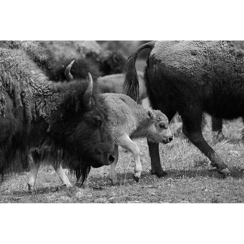 Moving with the Herd, Lamar Valley, Yellowstone National Park White Modern Wood Framed Art Print by The Yellowstone Collection