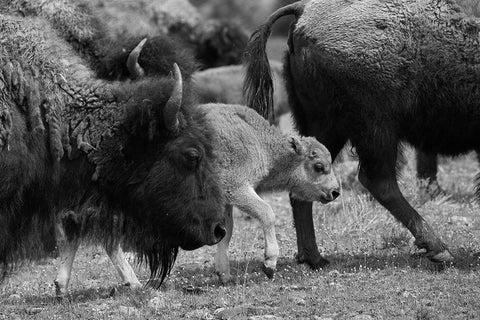 Moving with the Herd, Lamar Valley, Yellowstone National Park White Modern Wood Framed Art Print with Double Matting by The Yellowstone Collection