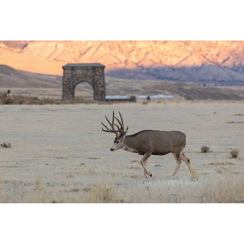 Mule Deer Buck and Roosevelt Arch, Yellowstone National Park White Modern Wood Framed Art Print by The Yellowstone Collection