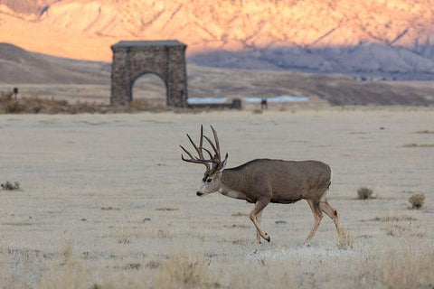 Mule Deer Buck and Roosevelt Arch, Yellowstone National Park Black Ornate Wood Framed Art Print with Double Matting by The Yellowstone Collection