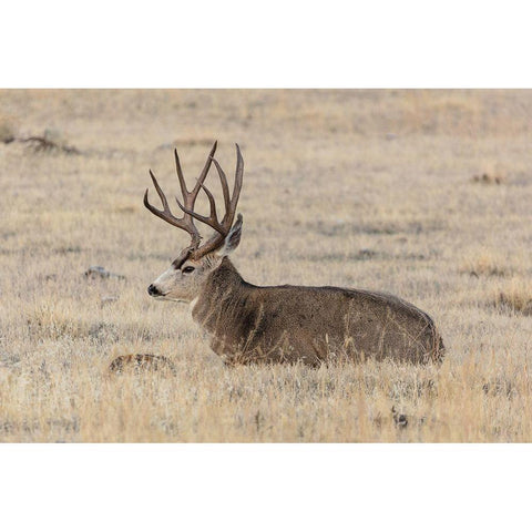 Mule Deer Buck, Yellowstone National Park Black Modern Wood Framed Art Print with Double Matting by Frank, Jacob W.