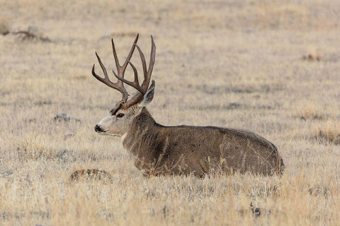 Mule Deer Buck, Yellowstone National Park White Modern Wood Framed Art Print with Double Matting by Frank, Jacob W.