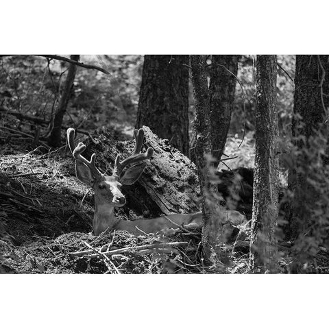 Mule Deer Buck, Beaver Ponds Trail, Yellowstone National Park Black Modern Wood Framed Art Print with Double Matting by The Yellowstone Collection