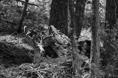 Mule Deer Buck, Beaver Ponds Trail, Yellowstone National Park Black Ornate Wood Framed Art Print with Double Matting by The Yellowstone Collection