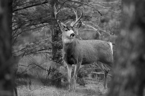 Mule Deer Buck, Garnet Hill Loop, Yellowstone National Park White Modern Wood Framed Art Print with Double Matting by The Yellowstone Collection