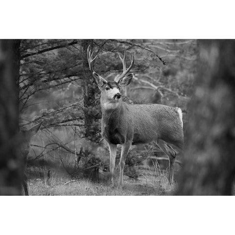 Mule Deer Buck, Garnet Hill Loop, Yellowstone National Park Black Modern Wood Framed Art Print with Double Matting by The Yellowstone Collection