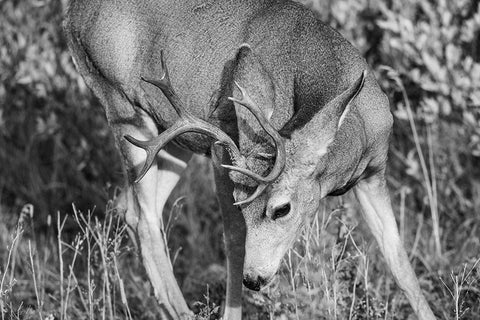 Mule Deer Buck, Swan Lake Flat, Yellowstone National Park Black Ornate Wood Framed Art Print with Double Matting by The Yellowstone Collection