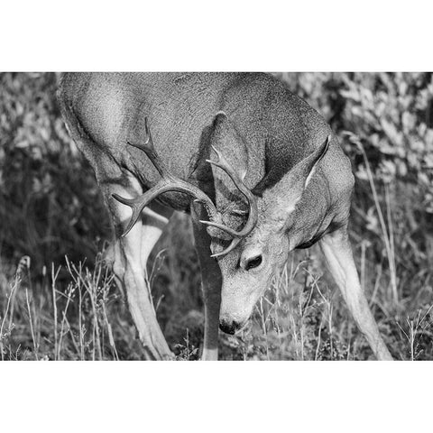 Mule Deer Buck, Swan Lake Flat, Yellowstone National Park Gold Ornate Wood Framed Art Print with Double Matting by The Yellowstone Collection