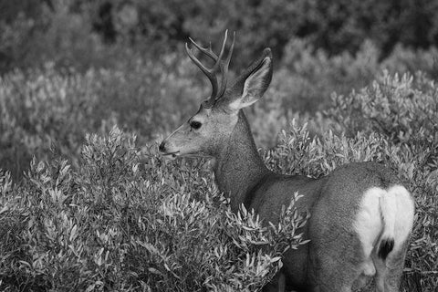 Mule Deer Buck, Swan Lake Flat, Yellowstone National Park White Modern Wood Framed Art Print with Double Matting by The Yellowstone Collection