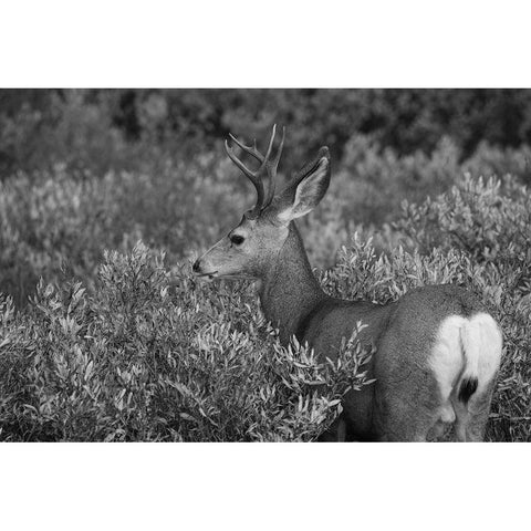 Mule Deer Buck, Swan Lake Flat, Yellowstone National Park Black Modern Wood Framed Art Print with Double Matting by The Yellowstone Collection