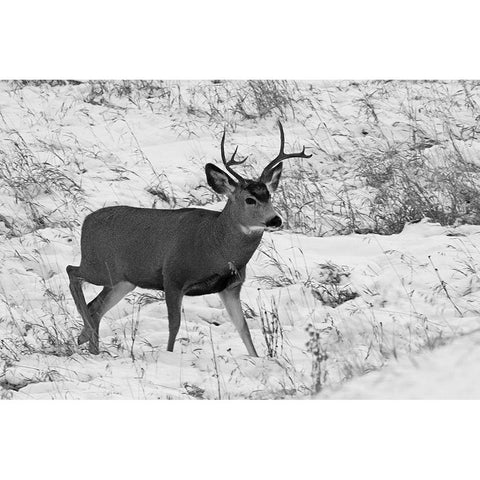 Mule Deer near Phantom Lake, Yellowstone National Park White Modern Wood Framed Art Print by Peaco, Jim