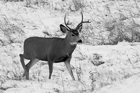 Mule Deer near Phantom Lake, Yellowstone National Park White Modern Wood Framed Art Print with Double Matting by Peaco, Jim