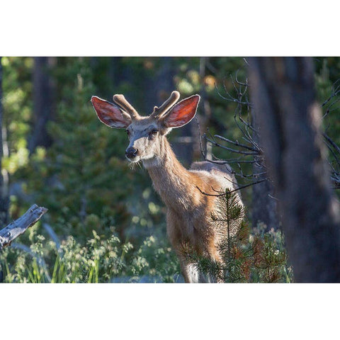 Mule Deer, Blacktail Deer Plateau, Yellowstone National Park Black Modern Wood Framed Art Print with Double Matting by The Yellowstone Collection