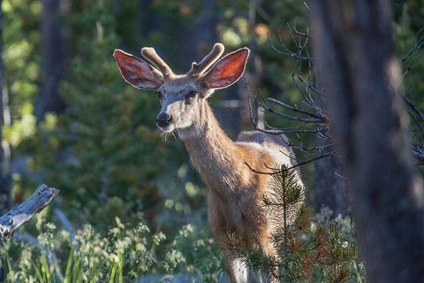 Mule Deer, Blacktail Deer Plateau, Yellowstone National Park White Modern Wood Framed Art Print with Double Matting by The Yellowstone Collection