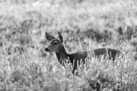 Mule Deer, Mammoth Hot Springs, Yellowstone National Park White Modern Wood Framed Art Print with Double Matting by Herbert, Neal