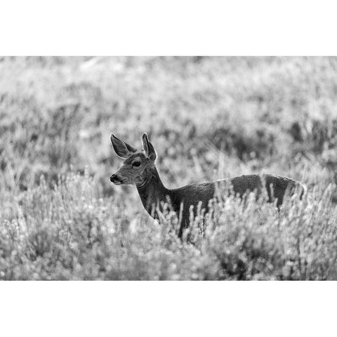 Mule Deer, Mammoth Hot Springs, Yellowstone National Park Black Modern Wood Framed Art Print with Double Matting by Herbert, Neal