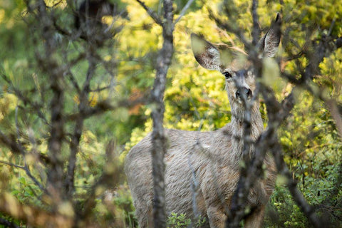 Mule Deer, Slough Creek, Yellowstone National Park Black Ornate Wood Framed Art Print with Double Matting by The Yellowstone Collection