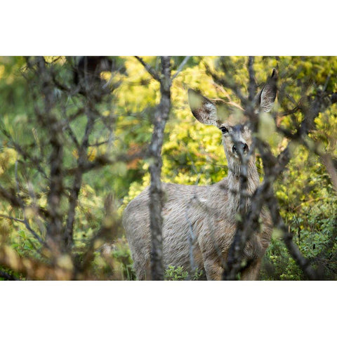 Mule Deer, Slough Creek, Yellowstone National Park Gold Ornate Wood Framed Art Print with Double Matting by The Yellowstone Collection