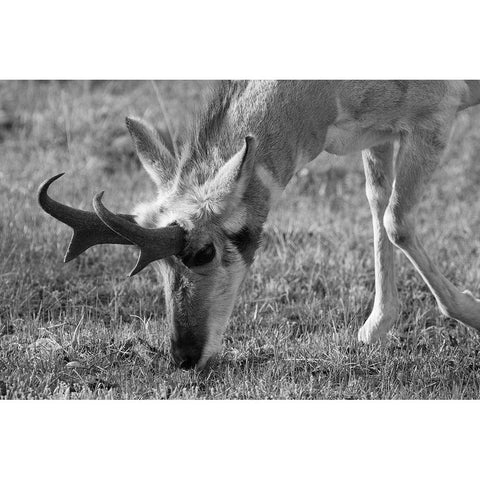 North American Pronghorn, Lamar Valley, Yellowstone National Park White Modern Wood Framed Art Print by The Yellowstone Collection