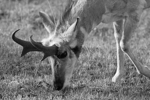 North American Pronghorn, Lamar Valley, Yellowstone National Park White Modern Wood Framed Art Print with Double Matting by The Yellowstone Collection