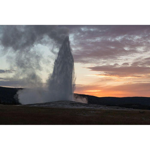 Old Faithful Eruption at Sunset, Yellowstone National Park White Modern Wood Framed Art Print by The Yellowstone Collection