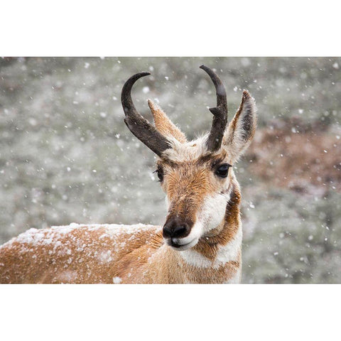 Pronghorn Buck in Snow, Yellowstone National Park White Modern Wood Framed Art Print by The Yellowstone Collection