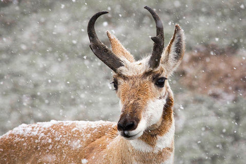 Pronghorn Buck in Snow, Yellowstone National Park Black Ornate Wood Framed Art Print with Double Matting by The Yellowstone Collection