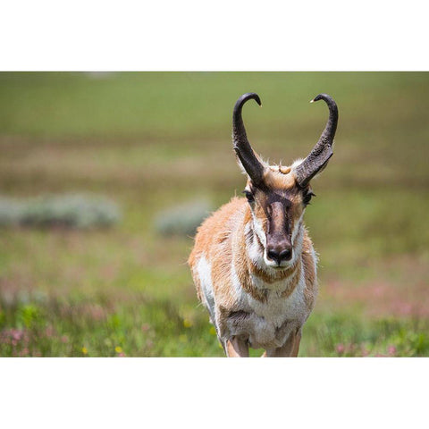 Pronghorn, Blacktail Deer Plateau, Yellowstone National Park Black Modern Wood Framed Art Print with Double Matting by The Yellowstone Collection