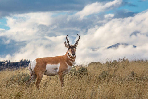 Pronghorn, Blacktail Deer Plateau, Yellowstone National Park Black Ornate Wood Framed Art Print with Double Matting by The Yellowstone Collection