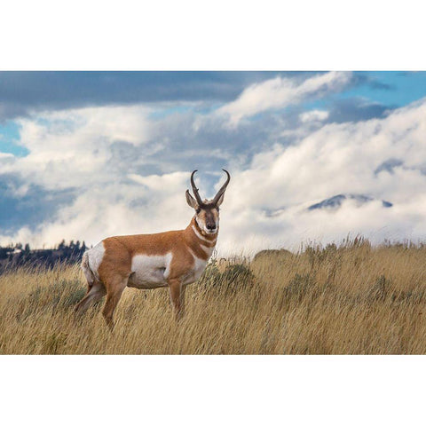 Pronghorn, Blacktail Deer Plateau, Yellowstone National Park White Modern Wood Framed Art Print by The Yellowstone Collection