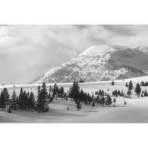 Quadrant Mountain in the distance, Bannock Peak, Yellowstone National Park White Modern Wood Framed Art Print by The Yellowstone Collection