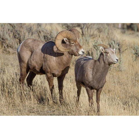 Ram and Ewe Bighorn Sheep, Yellowstone National Park Gold Ornate Wood Framed Art Print with Double Matting by Renkin, Diane