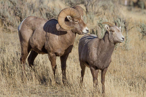 Ram and Ewe Bighorn Sheep, Yellowstone National Park Black Ornate Wood Framed Art Print with Double Matting by Renkin, Diane