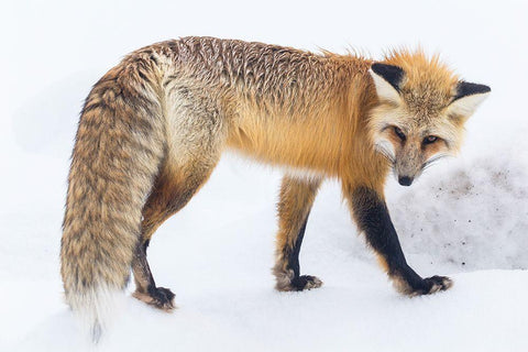 Red Fox in Lamar Valley, Yellowstone National Park White Modern Wood Framed Art Print with Double Matting by The Yellowstone Collection