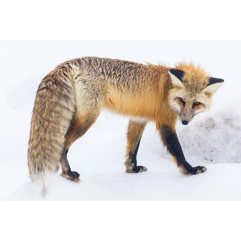 Red Fox in Lamar Valley, Yellowstone National Park Black Modern Wood Framed Art Print with Double Matting by The Yellowstone Collection