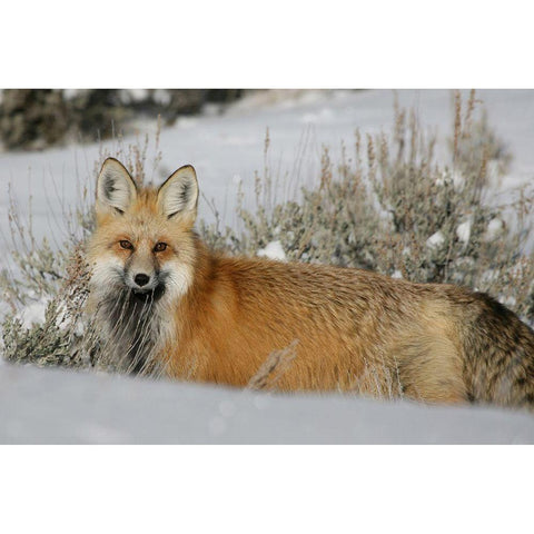 Red Fox in Lamar Valley, Yellowstone National Park Gold Ornate Wood Framed Art Print with Double Matting by The Yellowstone Collection