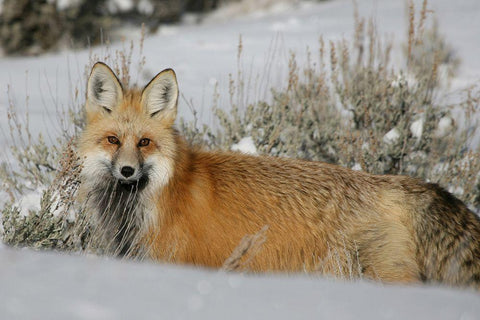 Red Fox in Lamar Valley, Yellowstone National Park White Modern Wood Framed Art Print with Double Matting by The Yellowstone Collection