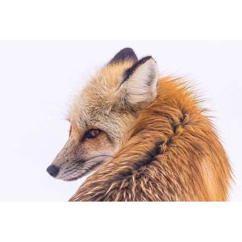 Red Fox in Lamar Valley, Yellowstone National Park White Modern Wood Framed Art Print by The Yellowstone Collection