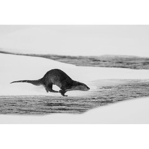 River Otter Diving, Yellowstone National Park Black Modern Wood Framed Art Print with Double Matting by The Yellowstone Collection