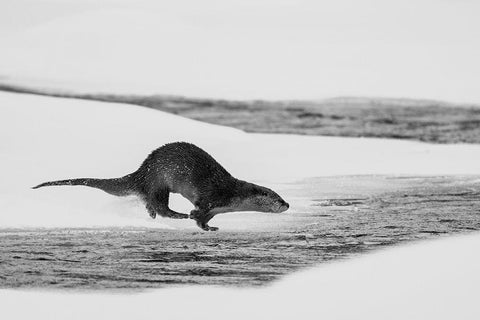 River Otter Diving, Yellowstone National Park White Modern Wood Framed Art Print with Double Matting by The Yellowstone Collection