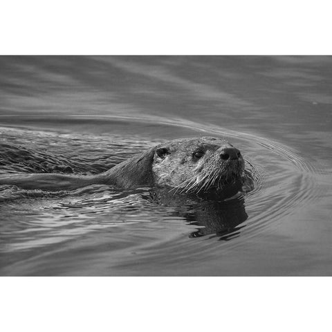 River Otter, Swan Lake area, Yellowstone National Park Black Modern Wood Framed Art Print with Double Matting by The Yellowstone Collection