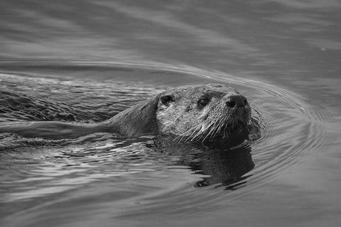 River Otter, Swan Lake area, Yellowstone National Park Black Ornate Wood Framed Art Print with Double Matting by The Yellowstone Collection