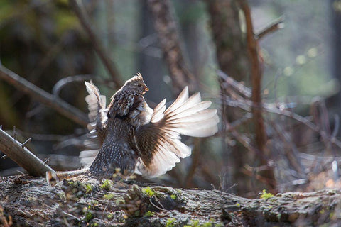 Ruffed Grouse Drumming, Yellowstone National Park White Modern Wood Framed Art Print with Double Matting by Herbert, Neal