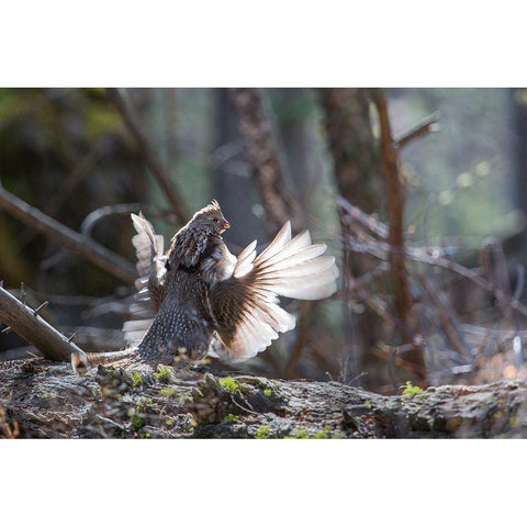 Ruffed Grouse Drumming, Yellowstone National Park Gold Ornate Wood Framed Art Print with Double Matting by Herbert, Neal