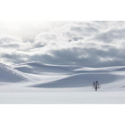 Shades of white in Hayden Valley, Yellowstone National Park Black Modern Wood Framed Art Print with Double Matting by The Yellowstone Collection