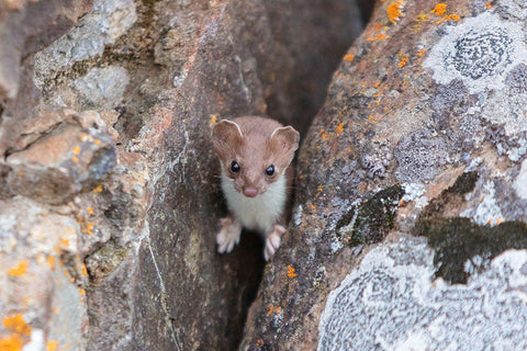 Short-tailed Weasel, Yellowstone National Park White Modern Wood Framed Art Print with Double Matting by Frank, Jacob W.