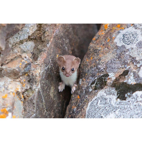 Short-tailed Weasel, Yellowstone National Park Black Modern Wood Framed Art Print with Double Matting by Frank, Jacob W.